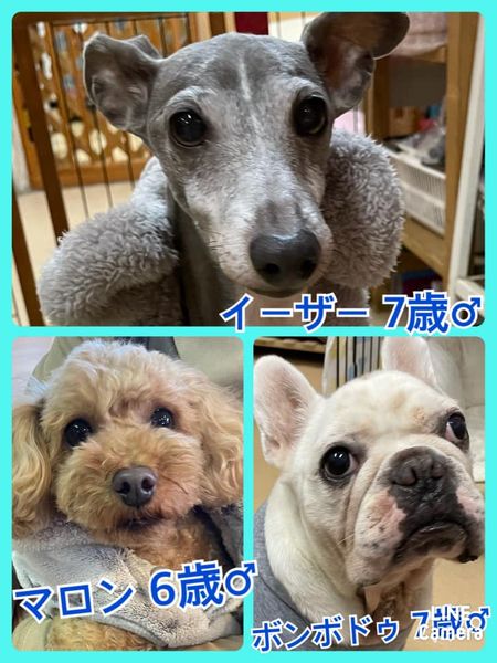 🐾今日の里親様募集中ワンコ🐶メンバーです🐾2022,3,1【保護犬カフェ天神橋店】